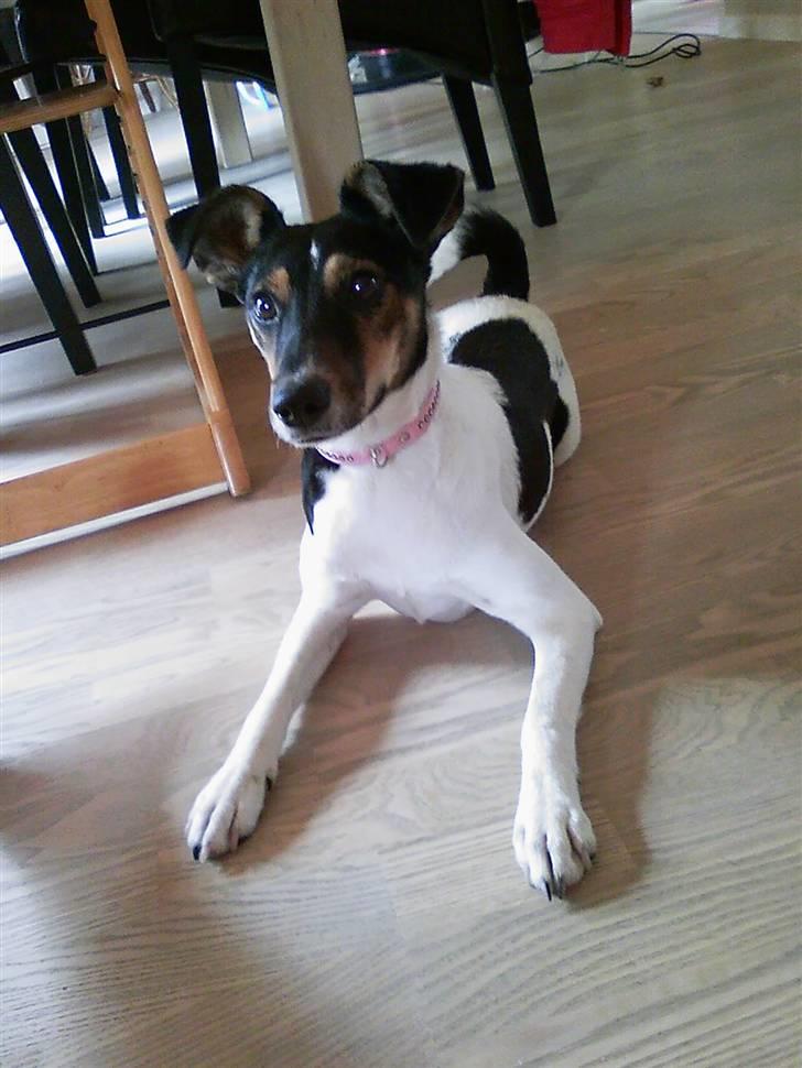 Dansk svensk gaardhund Trille - jeg er da dejlig billede 8