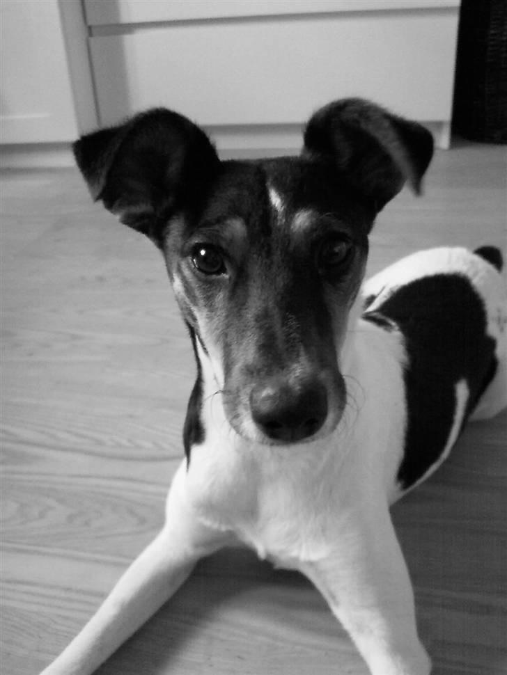 Dansk svensk gaardhund Trille billede 9