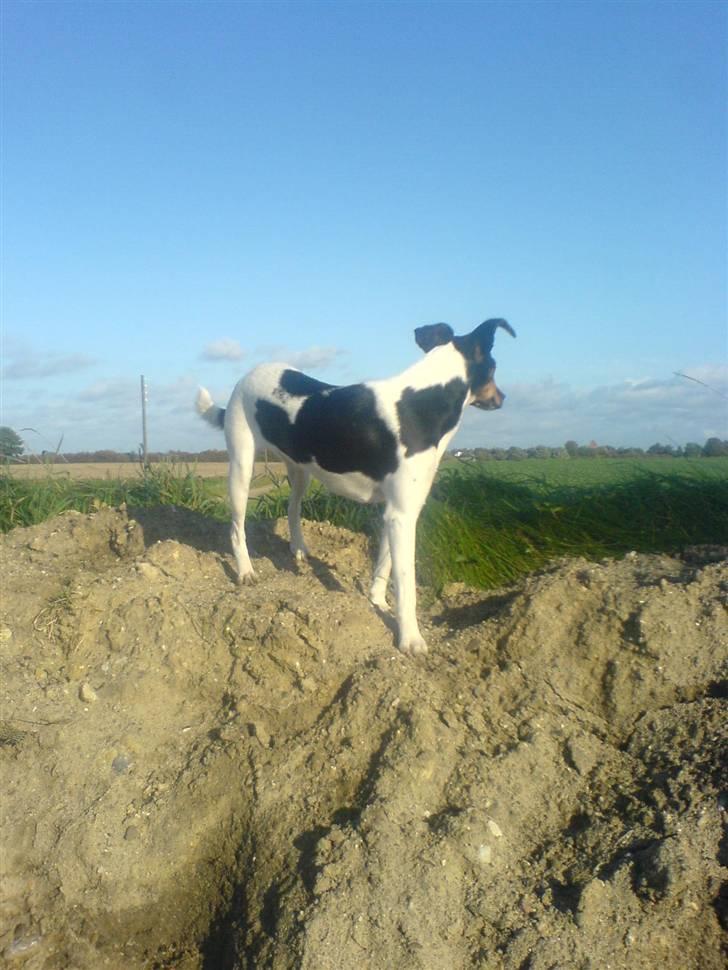 Dansk svensk gaardhund Trille - Nyder udsigten derhjemme.... billede 10