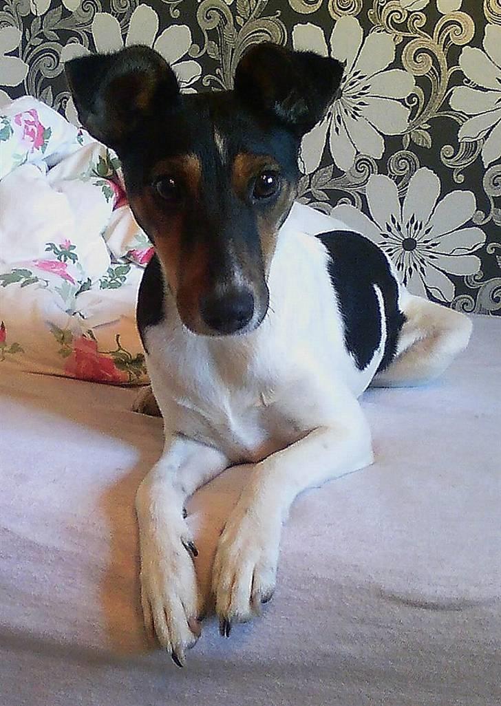 Dansk svensk gaardhund Trille billede 11