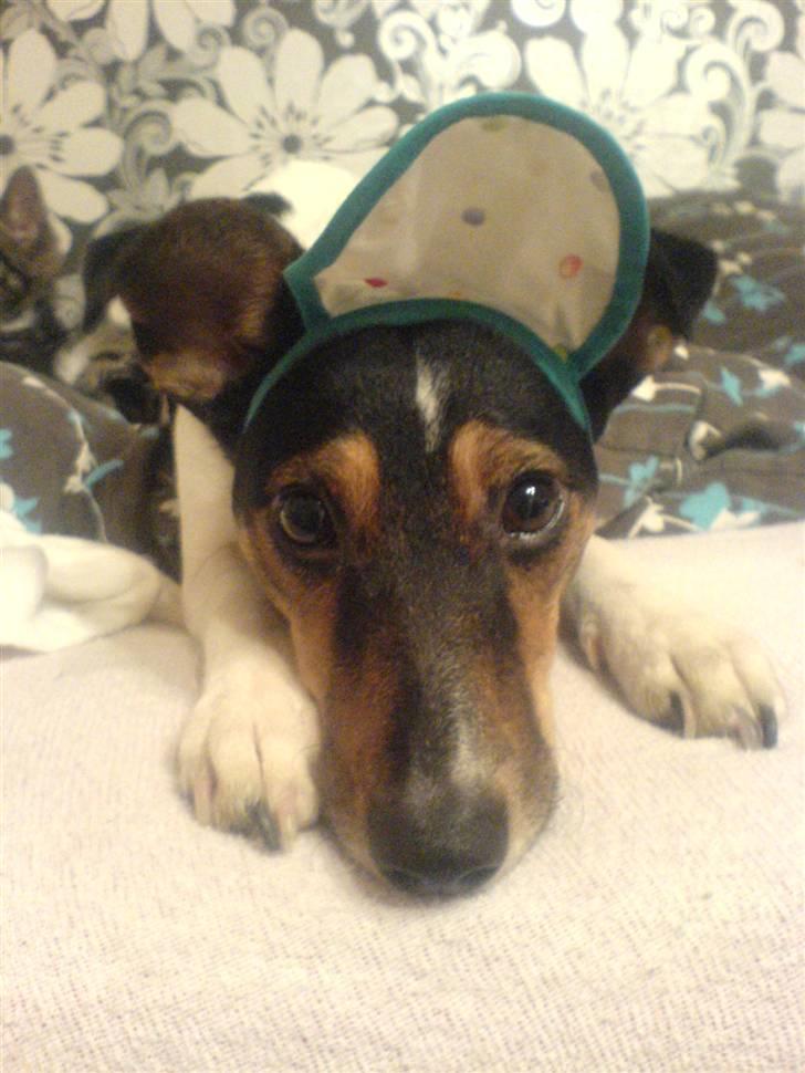 Dansk svensk gaardhund Trille - åndsvage unger billede 12