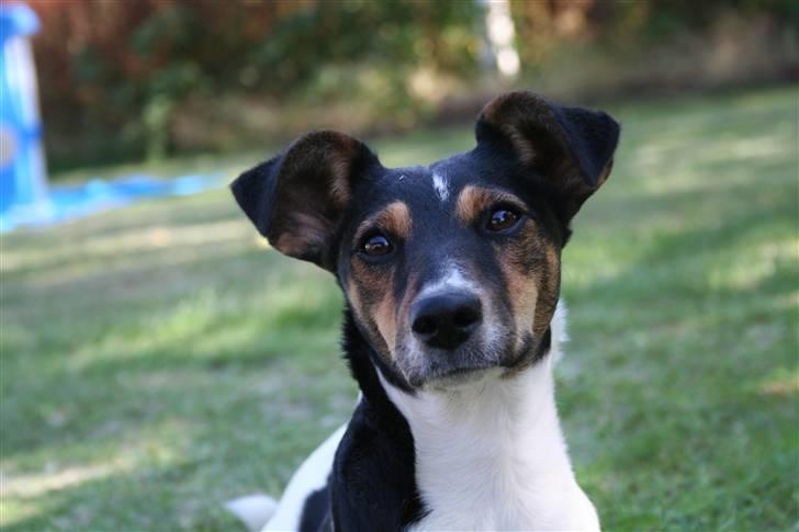 Dansk svensk gaardhund Trille billede 13