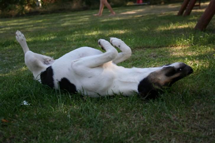 Dansk svensk gaardhund Trille - det er livet......mon solen snart kommer billede 14