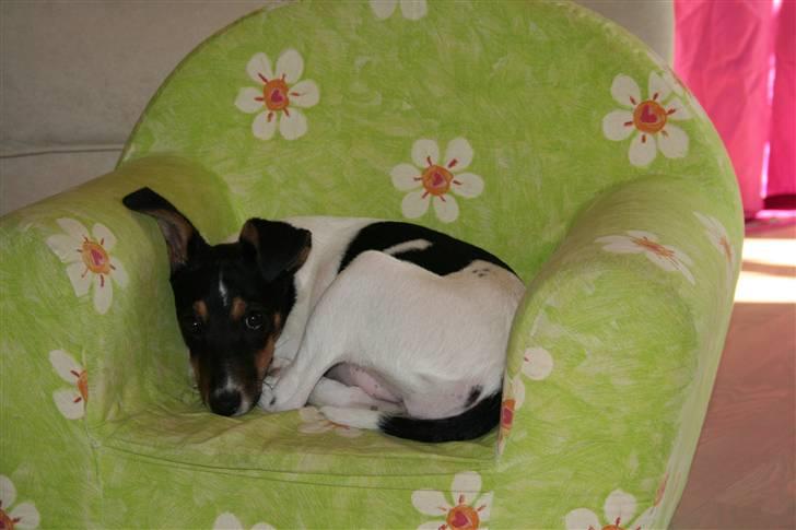 Dansk svensk gaardhund Trille - Kan lige være i emses stol billede 15