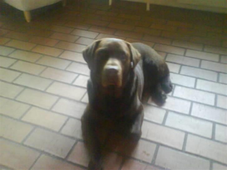 Labrador retriever santos billede 9