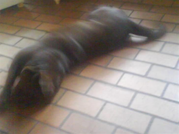 Labrador retriever santos billede 10