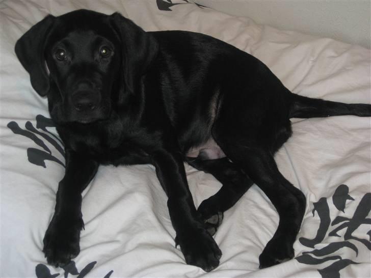 Labrador retriever Dark moors Zaco - Zaco næsten 4 måneder gammel :D billede 7