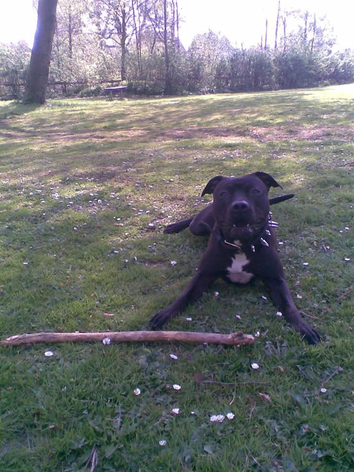 Amerikansk staffordshire terrier Briian =o) - farlig hund billede 12