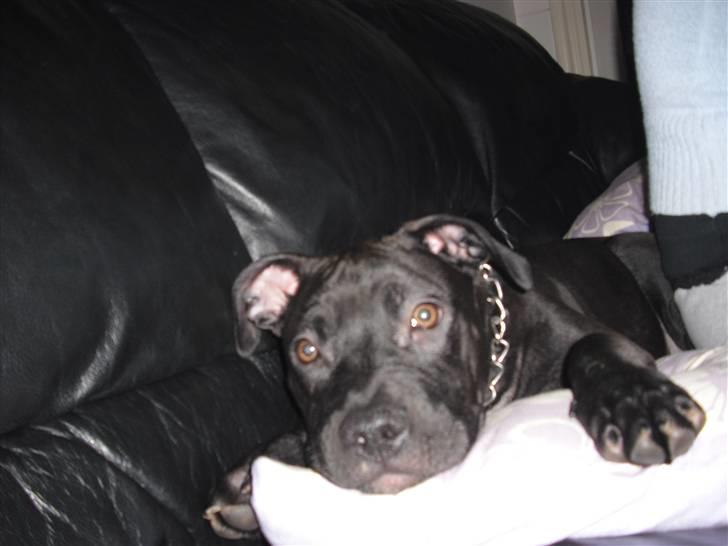 Amerikansk staffordshire terrier Briian =o) - er bare så ked af det. kom til at ødelægge alt hjemme ved os så far var sur =) billede 13