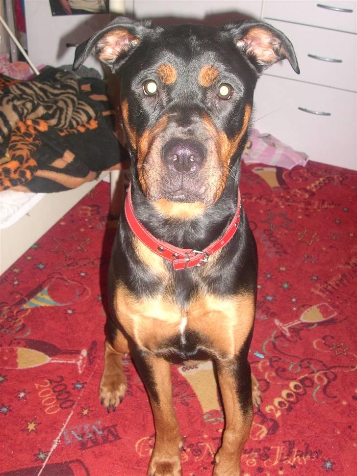 Blanding af racer Fraya R.I.P 26/4-2011 - Fraya er 1 år og 1 måned på dette billed billede 16