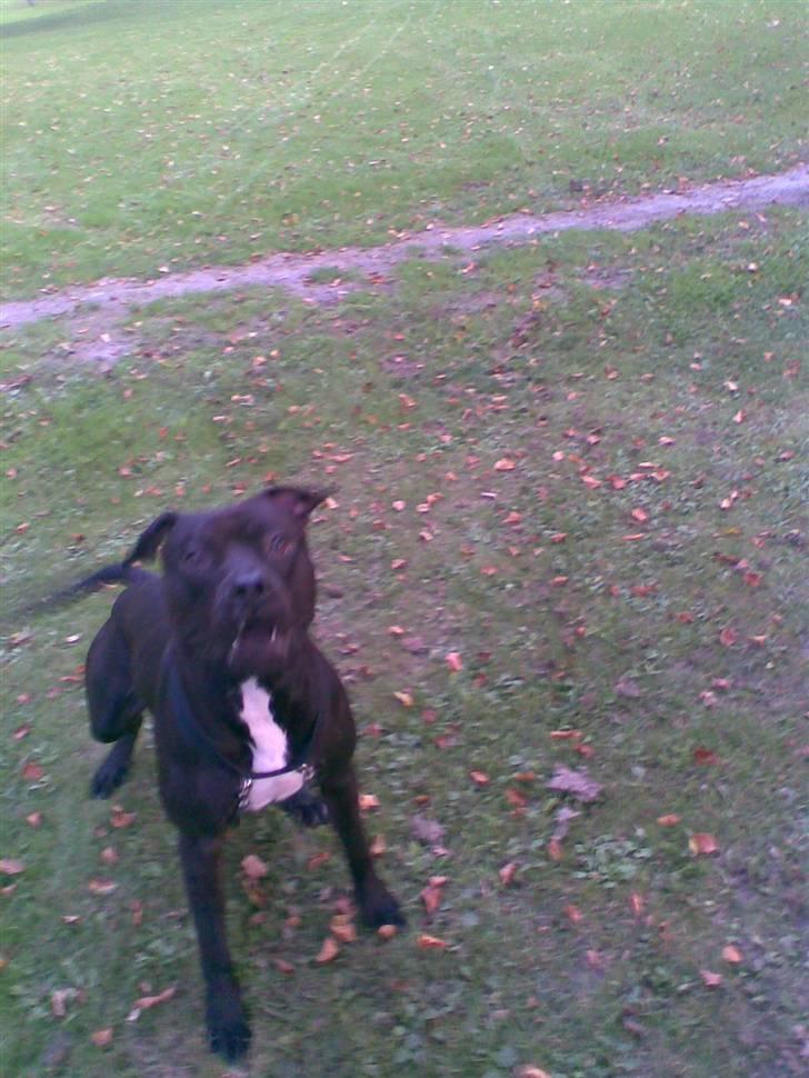 Amerikansk staffordshire terrier Briian =o) - godnat  alle sammen billede 14