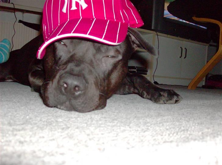 Amerikansk staffordshire terrier Briian =o) - se far se jeg kommer nu ! billede 15