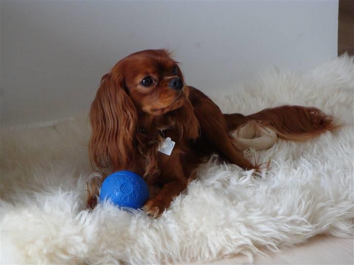 Cavalier king charles spaniel Cavalots Elvis - Elvis med sit yndlings legetøj.  billede 1