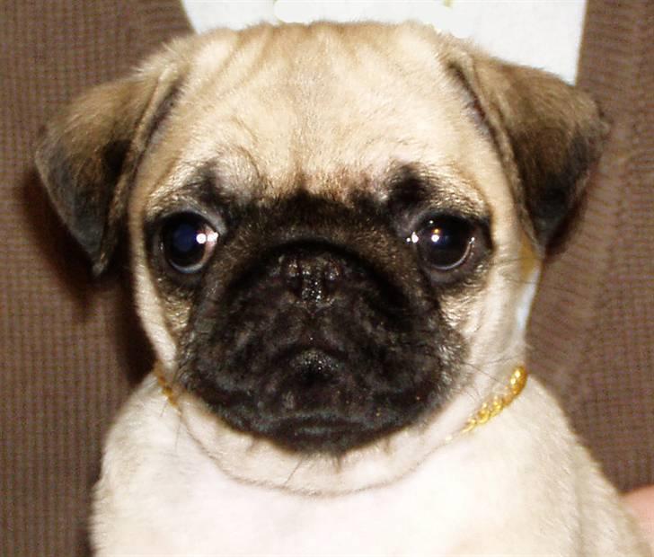 Mops Ibeth Pug Dominic Purcell billede 15