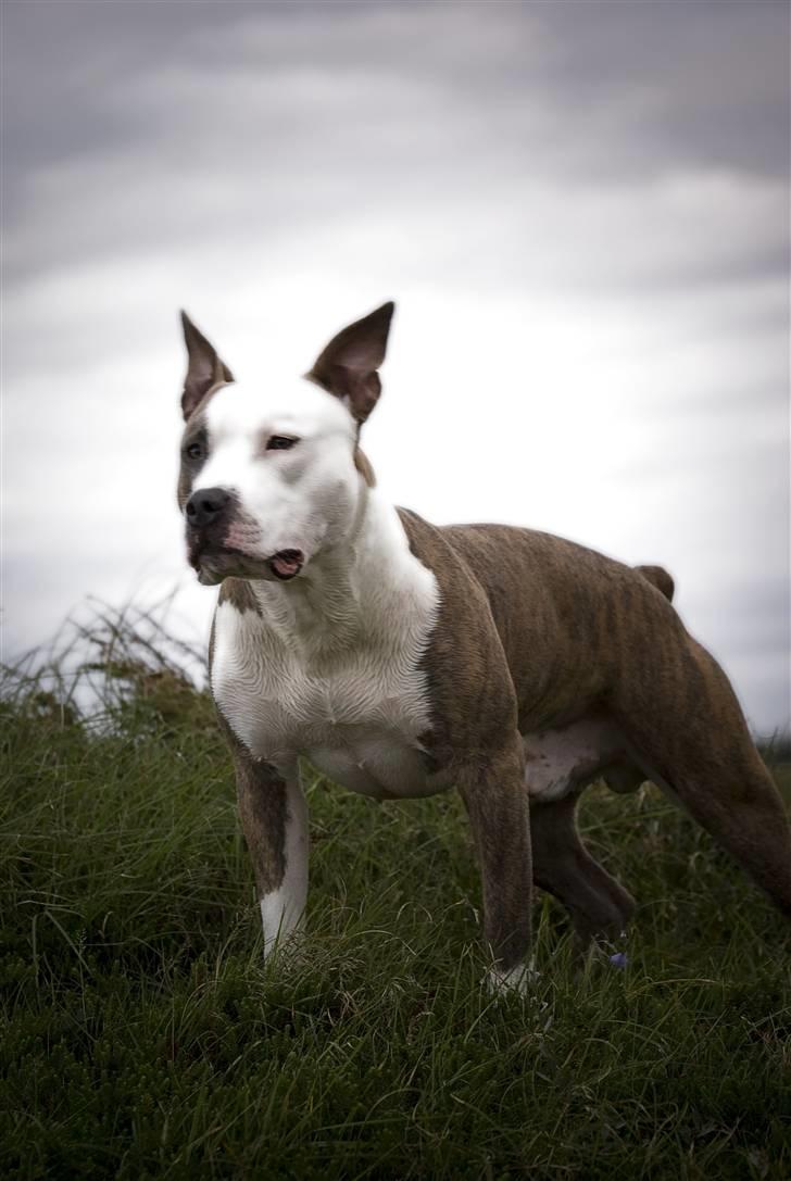 Amerikansk staffordshire terrier Diancho - Diancho 14 mdr på billedet billede 1