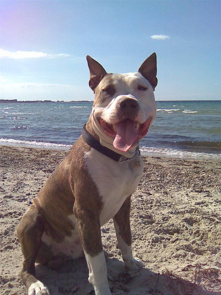 Amerikansk staffordshire terrier Diancho - ca 1 år billede 2