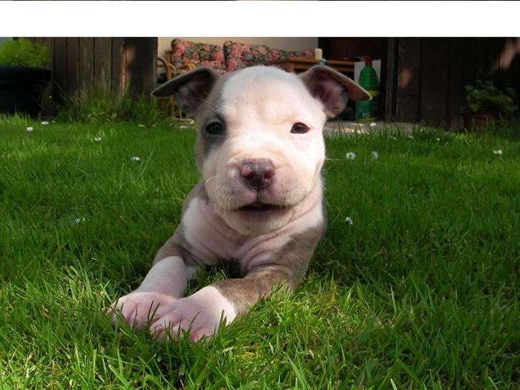 Amerikansk staffordshire terrier Diancho billede 3