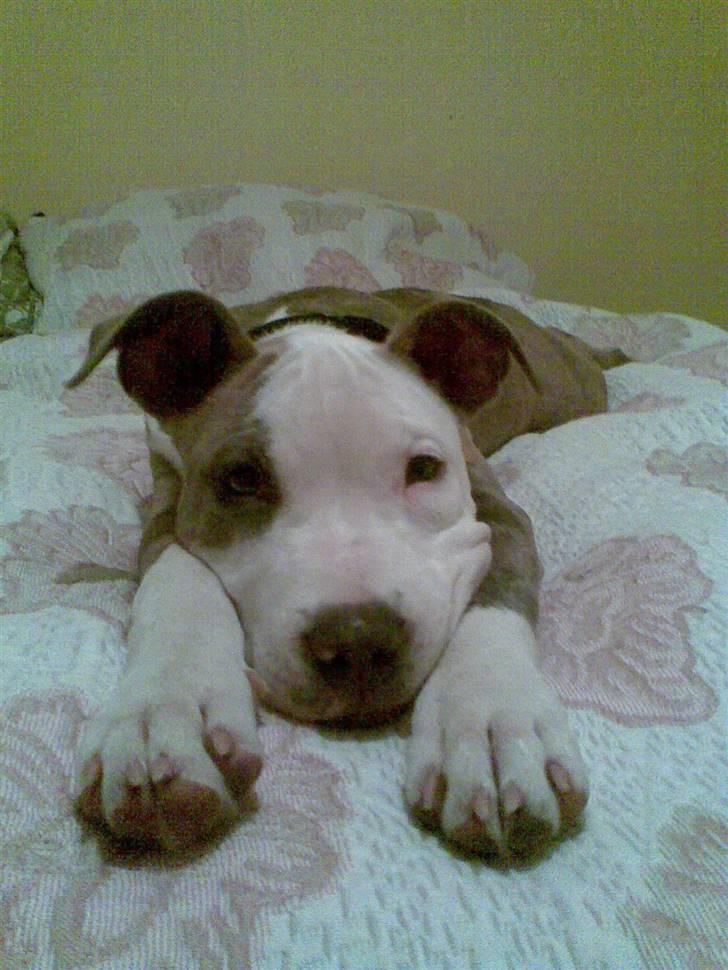 Amerikansk staffordshire terrier Diancho billede 5