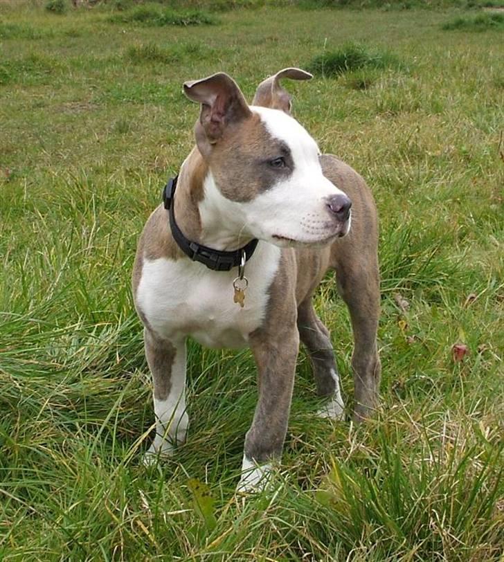 Amerikansk staffordshire terrier Diancho billede 6