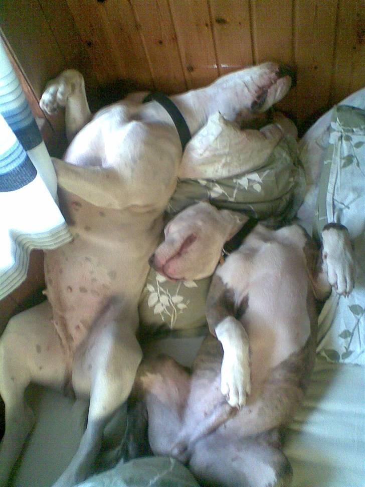 Amerikansk staffordshire terrier Diancho billede 7