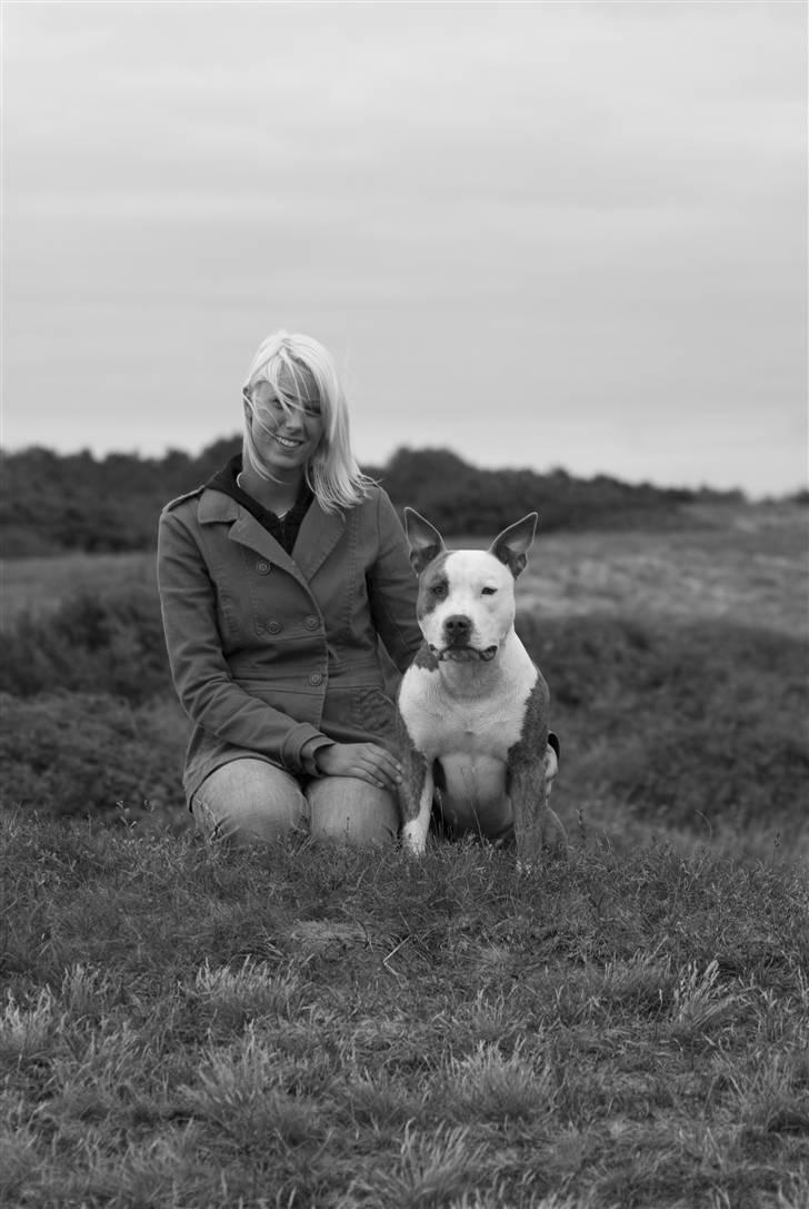 Amerikansk staffordshire terrier Diancho billede 8