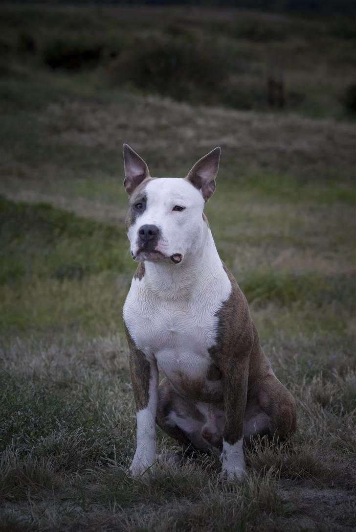 Amerikansk staffordshire terrier Diancho billede 9