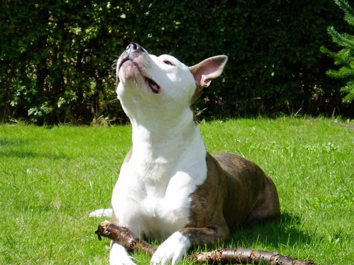 Amerikansk staffordshire terrier Diancho billede 10