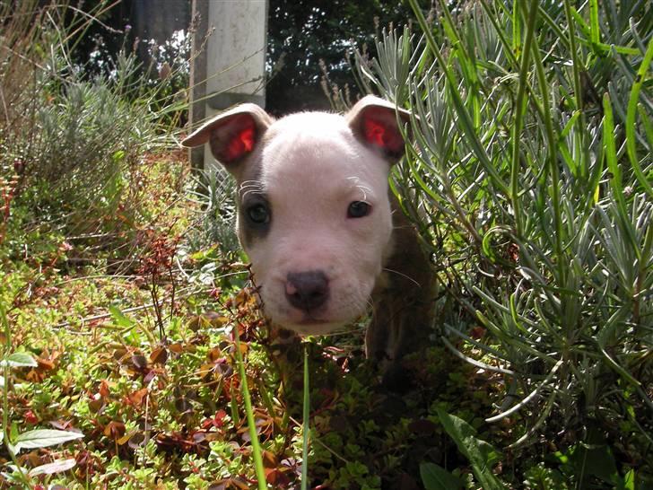 Amerikansk staffordshire terrier Diancho billede 11