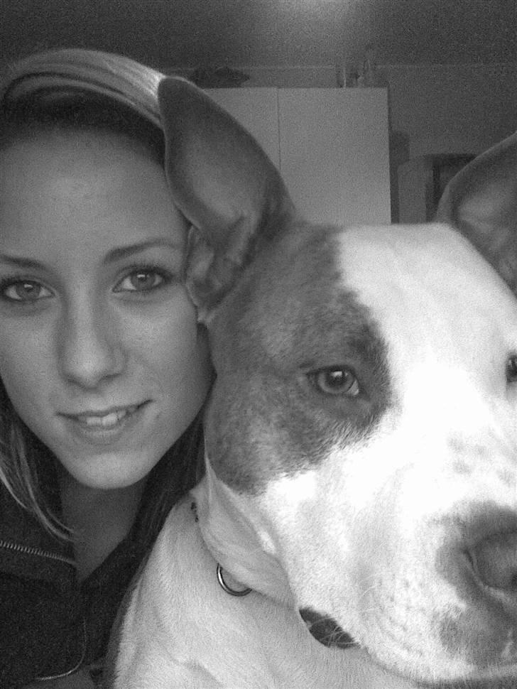 Amerikansk staffordshire terrier Diancho billede 12