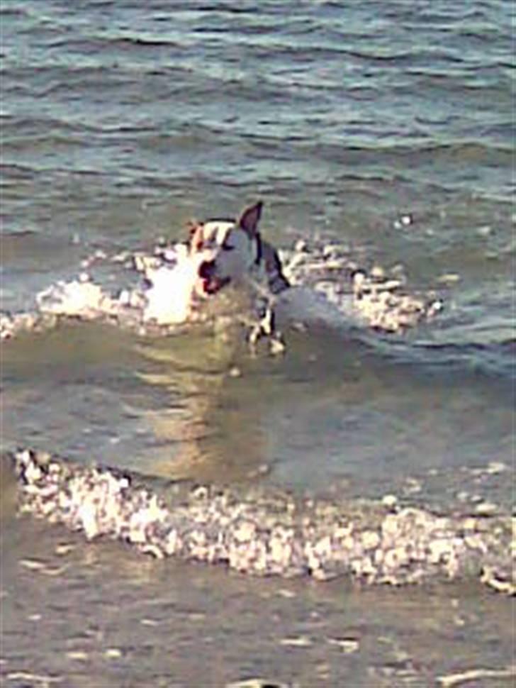 Amerikansk staffordshire terrier Diancho billede 13