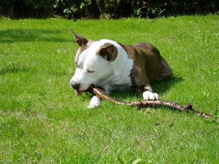 Amerikansk staffordshire terrier Diancho billede 14