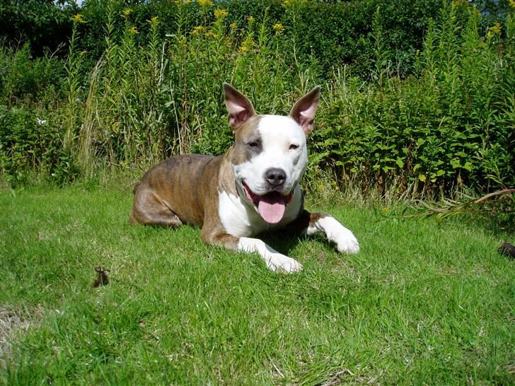 Amerikansk staffordshire terrier Diancho billede 15