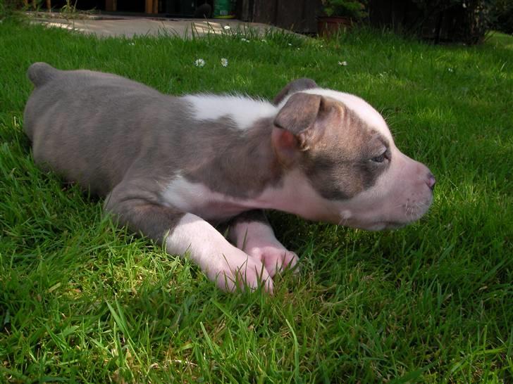 Amerikansk staffordshire terrier Diancho billede 16