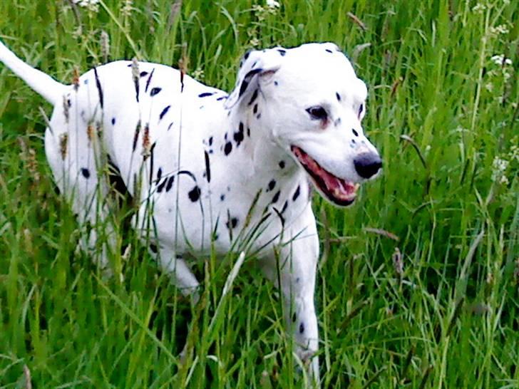 Dalmatiner Zoffi - zoffi - maj 2009 billede 1