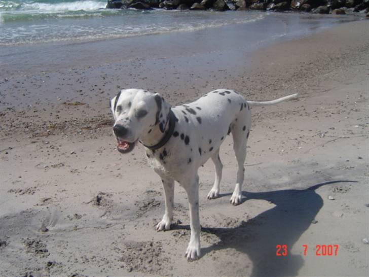 Dalmatiner Zoffi - zoffi - Tisvilde sommeren 2007 billede 2