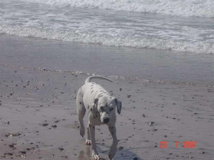 Dalmatiner Zoffi - zoffi - Tisvilde sommeren 2007 billede 3