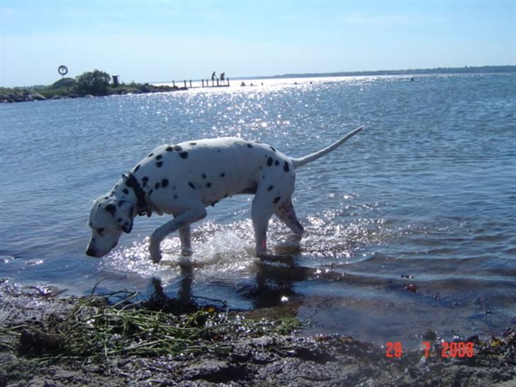 Dalmatiner Zoffi - zoffi - Gråsten sommeren 2008 billede 4