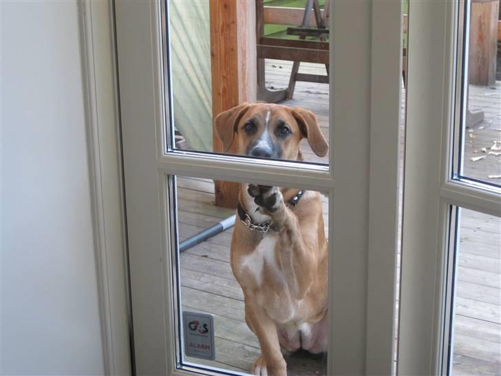 Blanding af racer - Mille <3 - 22/12 08 billede 9