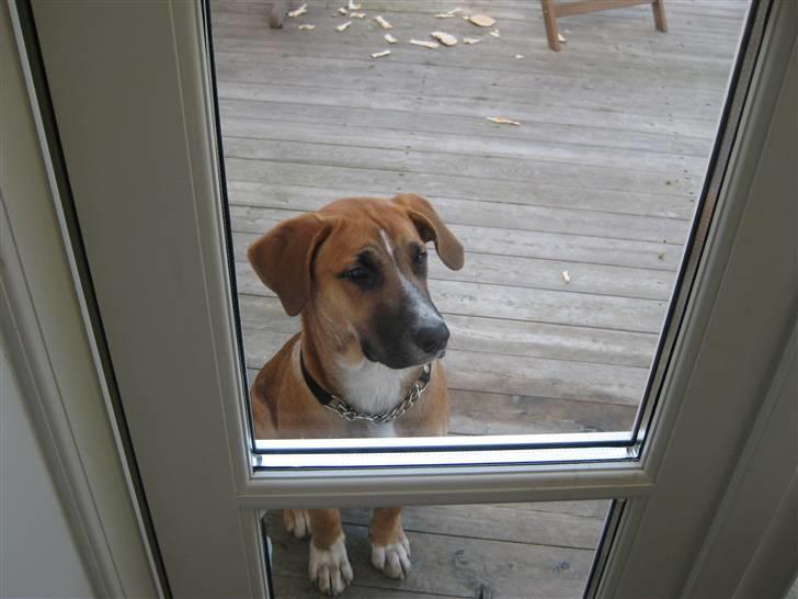 Blanding af racer - Mille <3 - 22/12 08 billede 10