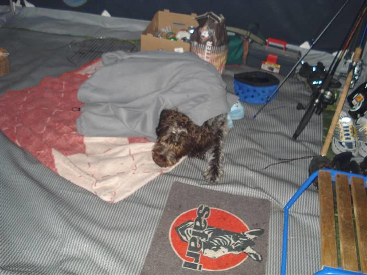 Ruhåret hønsehund Snedker´s Calli - Calli campist er blevet træt eller os gemmer hun sig? :D billede 16