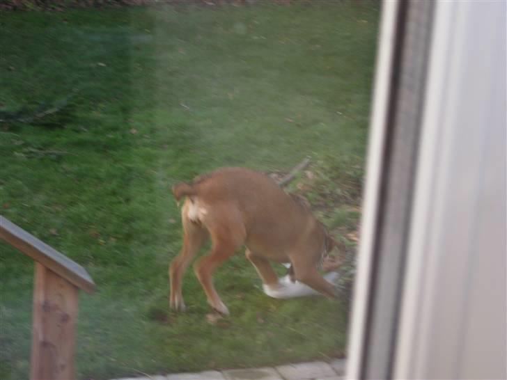 Blanding af racer - Mille <3 - 22/12 08 billede 11