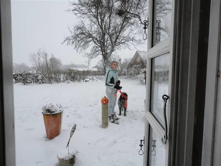 Ruhåret hønsehund Snedker´s Calli - Mig og Calli i sneen :-) billede 17
