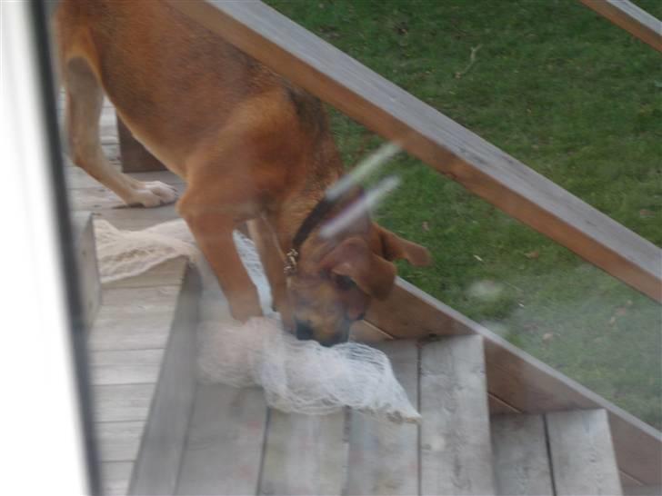 Blanding af racer - Mille <3 - 22/12 08 billede 12