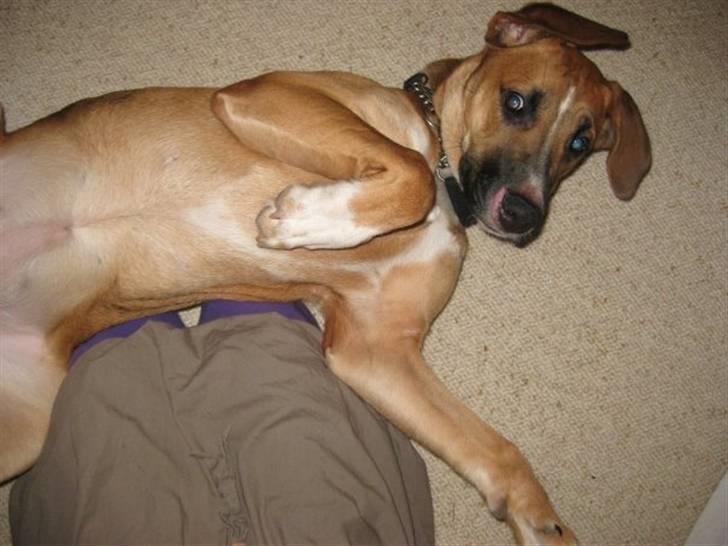 Blanding af racer - Mille <3 - 15/01 09 billede 13