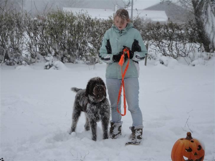 Ruhåret hønsehund Snedker´s Calli - Man kan godt se på hende at hun er på vej til at lave ballade ;-) billede 18