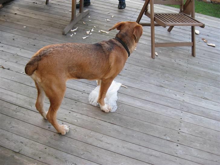 Blanding af racer - Mille <3 - 22/12 08 billede 14