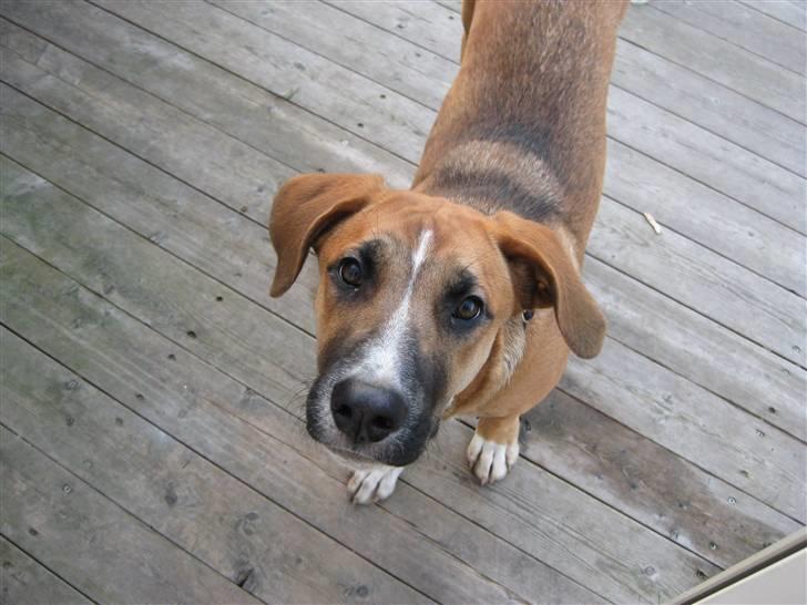 Blanding af racer - Mille <3 - 22/12 08 billede 15