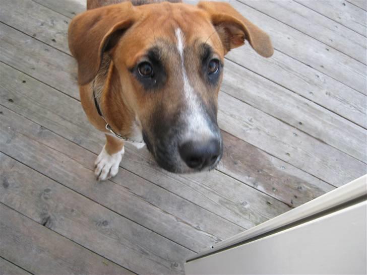 Blanding af racer - Mille <3 - 22/12 08 billede 16