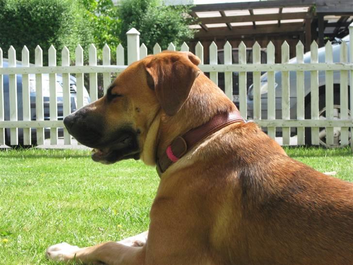 Blanding af racer - Mille <3 - fra sommerferien.. billede 17