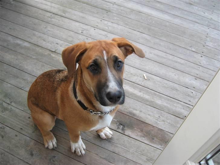 Blanding af racer - Mille <3 - 22/12 08 billede 18